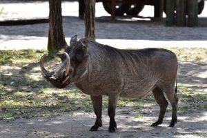 Eines der Haus-(Warzen-)Schweine