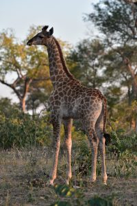 Junge Giraffe in der Nähe des Sabie Parks